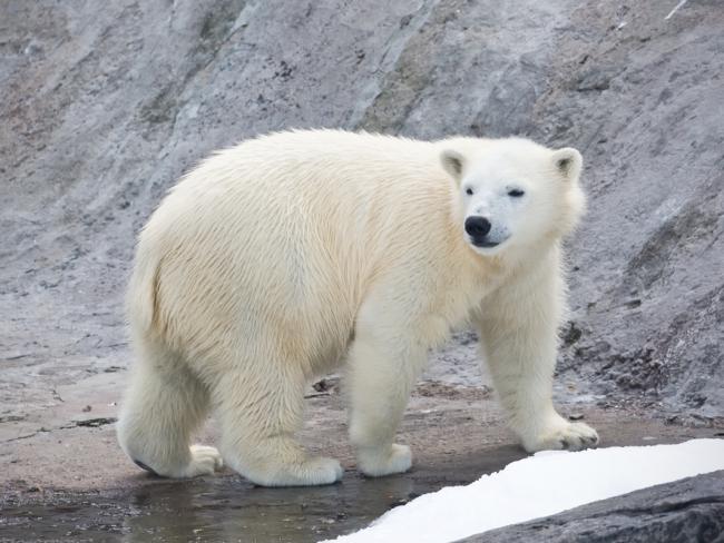 В датском зоопарке неожиданно умерла белая медведица