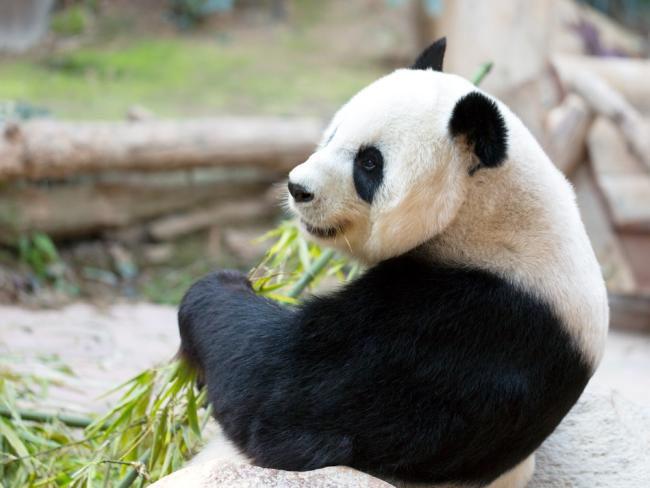 В Венском зоопарке месяц выясняли пол двух новорожденных панд