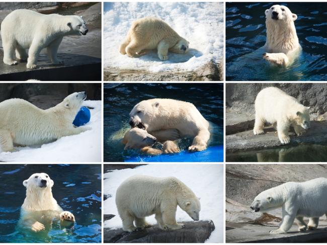 Россия и Норвегия разработали проект плана сохранения белого медведя