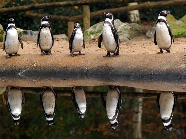 Из-за гололеда травматологи советуют жителям Берлина учиться ходить как пингвины