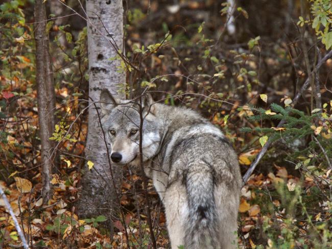Власти разрешили массовую ликвидацию волков в Норвегии, но можно пожаловаться в Минэкологии
