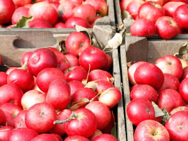 Из-за антироссийского эмбарго Бельгия уничтожит 25 тысяч тонн фруктов