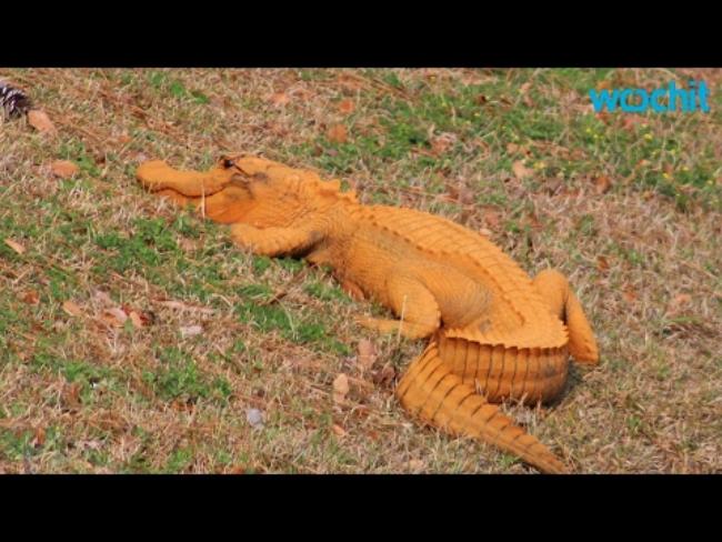 В Южной Каролине живет оранжевый аллигатор (ВИДЕО)