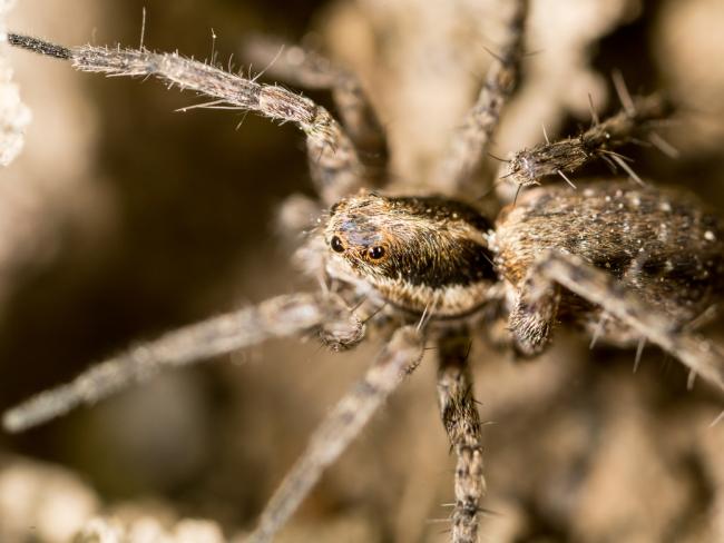 Строитель второй раз за полгода пострадал от укуса паука в детородный орган