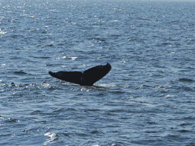 Эколог подружился с китом и отговорил его от самоубийства
