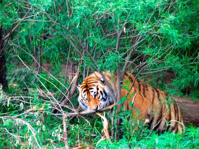 Тигры растерзали тигрицу на глазах у туристов (ВИДЕО)
